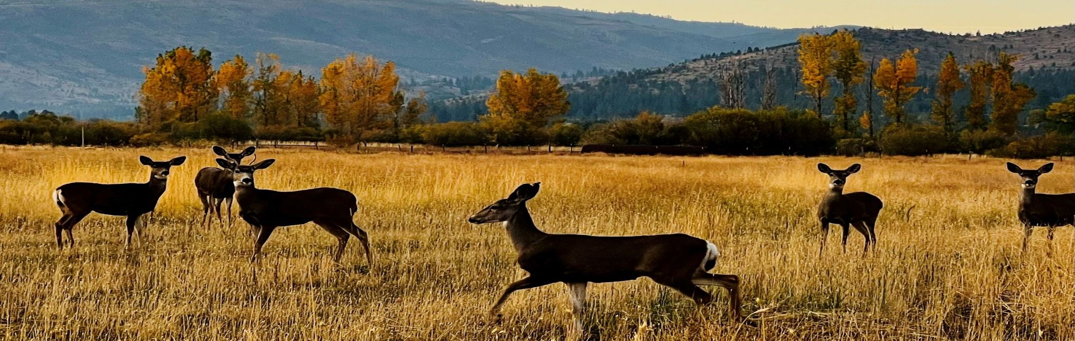 Mule Deer in the Fall